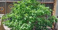Year-round gardening: Plant this Colorado Springs native with four
