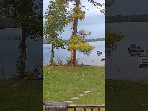 Tree catches fire after being struck by lightning