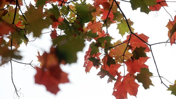 Will Iowa see bright foliage this fall?