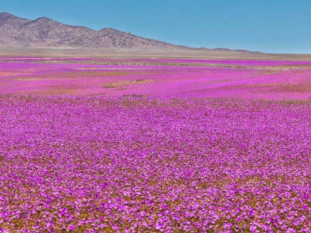 Atacama Desert transforms with rare purple bloom