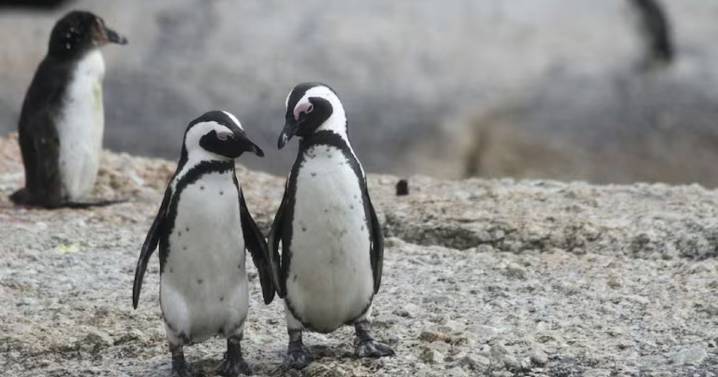 Qué es el “pebbling” y por qué se convirtió en la nueva tendencia del amor entre los jóvenes