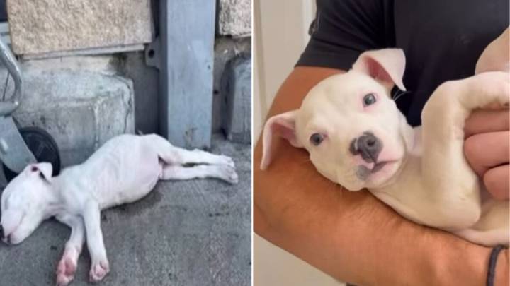 Texas Shelter Dog Sits Alone After Being Returned To Shelter, Hoping His Family Will Come Back