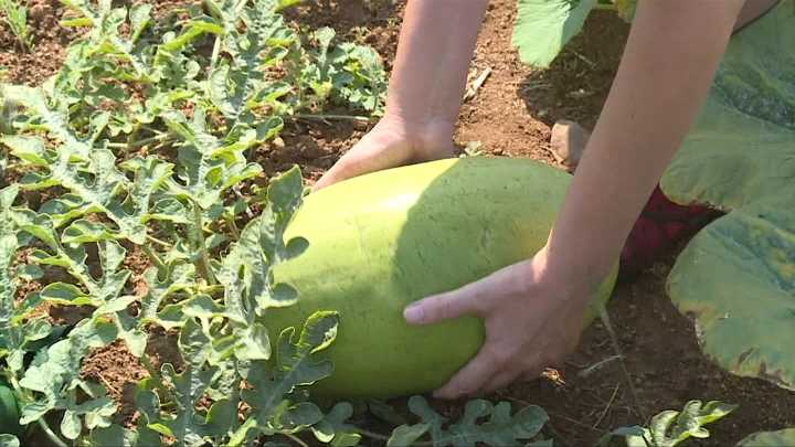 Dry farming being tested to combat climate change on Vancouver Island