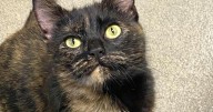 Millie Murder Mittens