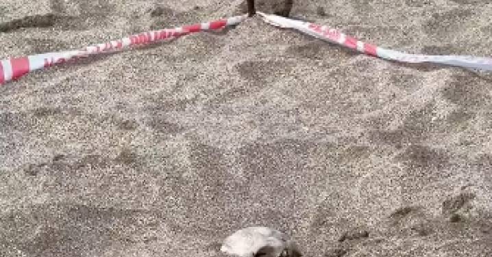 Vuelven a encontrar un cráneo enterrado en la localidad bonaerense de Ostende