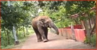 Elephant bows before Goddess Durga; rare act adds symbolic touch to Navratri festivities in Odisha