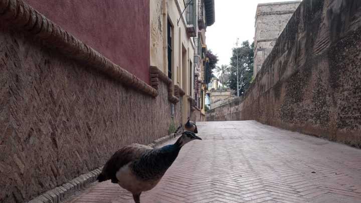 Mantienen abierta la guardería donde han sido hallados tres pavos muertos en Sevilla al descartarse un foco de gripe aviar