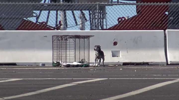 California Dog, Scared Of People, Survived On Streets For Years Without Rescue