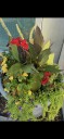 Flowers for Mariah!
