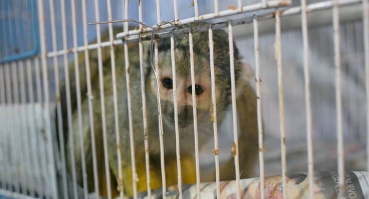 Serfor rescata en Lima más de 800 especímenes de tortugas, iguanas verdes, loros y primates