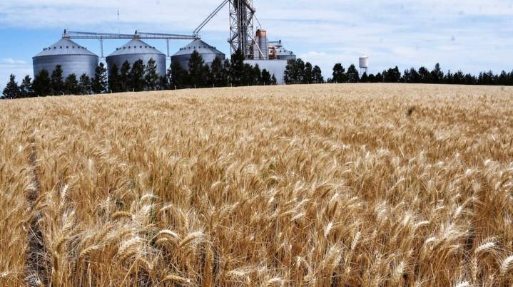 Implementan una nueva declaración jurada para molinos de trigo y afirman que ayudará a combatir la informalidad