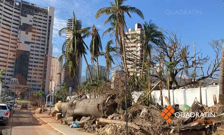 El Bosque: primera propuesta en México contra desplazamiento climático