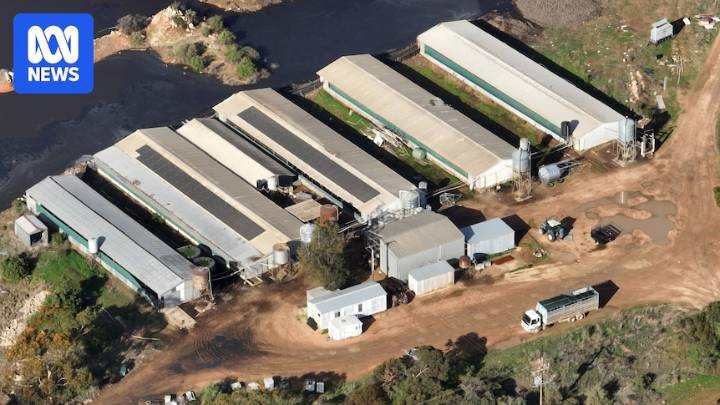 Hundreds of pigs feared trapped at Dublin's Andgar piggery after fire breaks out