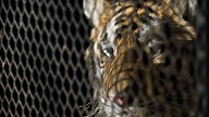 Caretaker killed by tiger at wildlife preserve in southeastern Oklahoma