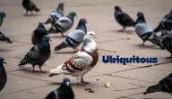 Today’s word of the day for Sept. 30, 2025 is 'ubiquitous'