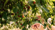 Agricultores sin cobrar: la Junta incumple plazos europeos en las ayudas al ovino y la cereza