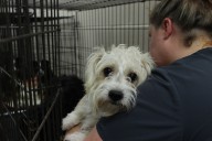 Collin County Animal Shelter suspends dog adoptions ...