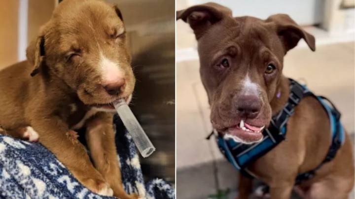 Pup Sent To California Shelter Because Of Face Deformity Was Almost Euthanized, But It All Suddenly Changed For Her