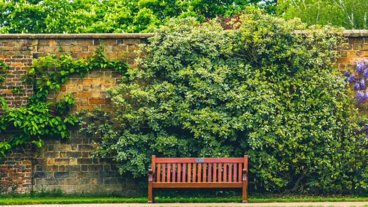 8 Vines That Double As Ground Covers To Suppress Weeds