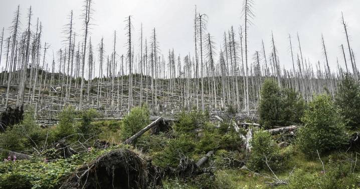 EarthTalk: What are zombie forests?