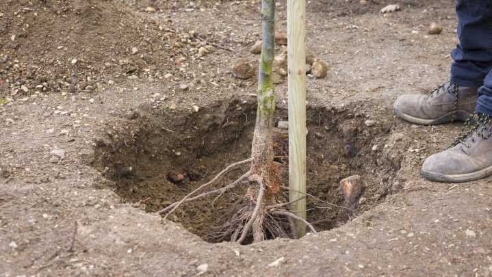 [9 Min] X Fruit Trees To Plant This Fall For A Bountiful Harvest Next Year