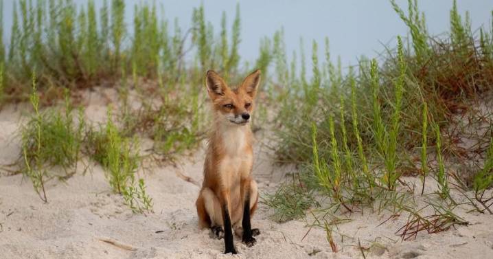 Dauphin Island challenges order to stop fox removal
