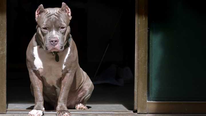 Un pitbull se enfrenta a la Guardia Civil en Almería durante el desmantelamiento de un punto de droga