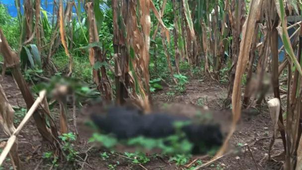 San Juan Chamula, Chiapas: envenenan a más de 60 perros