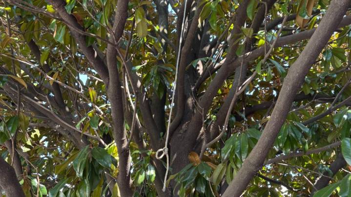 'Suspicious rope' found tied in tree in parking lot of Atlanta's Black history museum, police say