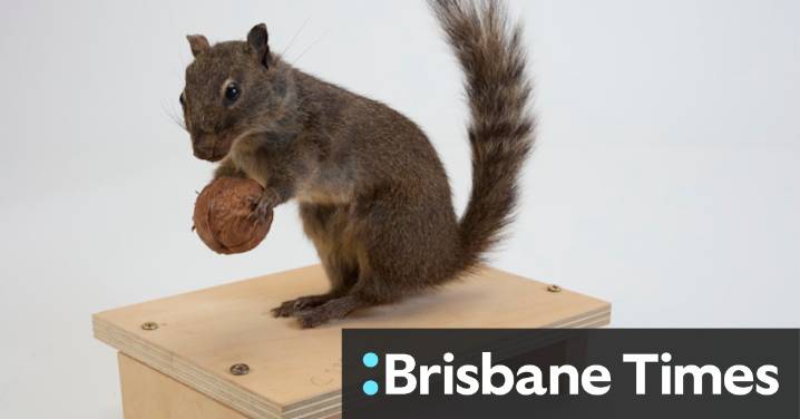 Taxidermy - Melbourne Museum’s new multisensory gallery