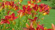 The Best Time To Prune Daylilies For Long