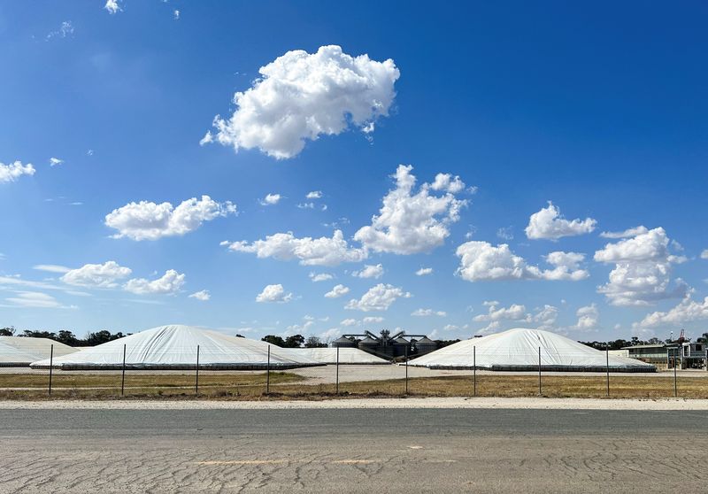 Beetle that threatens Australia's grains industry found in imported nappies