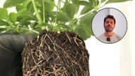 Álvaro Pedrera, experto en jardinería: “Hacé esto si se están pudriendo las raíces de tus plantas”