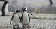 Qué es el “pebbling” y por qué se convirtió en la nueva tendencia del amor entre los jóvenes