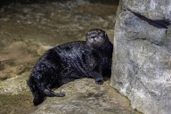 Watch rescued sea otter play with ice chunks, make friends at renowned aquarium