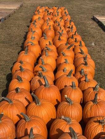 ‘There’s something strange in the pumpkin fields.’ Drought & heat frightening farmers