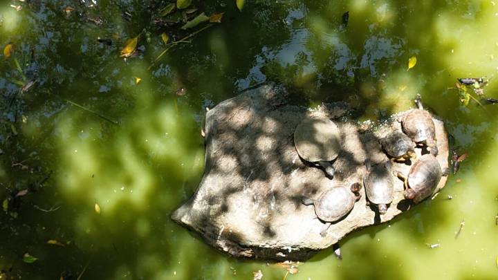 Adelantaron obras de protección en lago del Jardín Botánico de Medellín