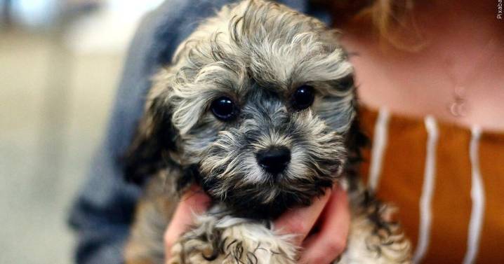 Daviess County residents invited to free pet microchipping event on Saturday