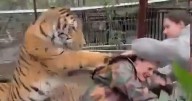 Horror tiger attack as beast lunges at vet from behind to drag her into enclosure