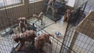 Can you adopt an animal rescued by the Maricopa County Sheriff's Office?
