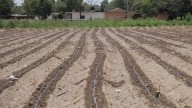 Soledad entrega semillas a campesinos