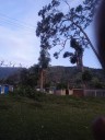 Boconó | Árbol en riesgo de caer en Miticún