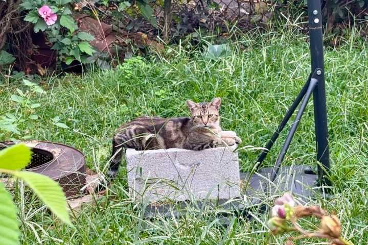 Pittsburgh Restores Program to Curb Feral Cat Population Boom
