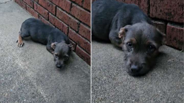 Alabama Puppy Left To Fend For Herself Encounters A Kind Stranger Willing To Help