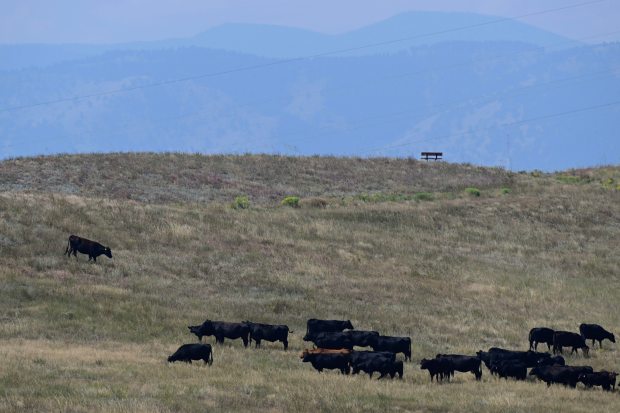 Make way for cattle: Section of Meadowlark Trail near Superior closed until November for grazing