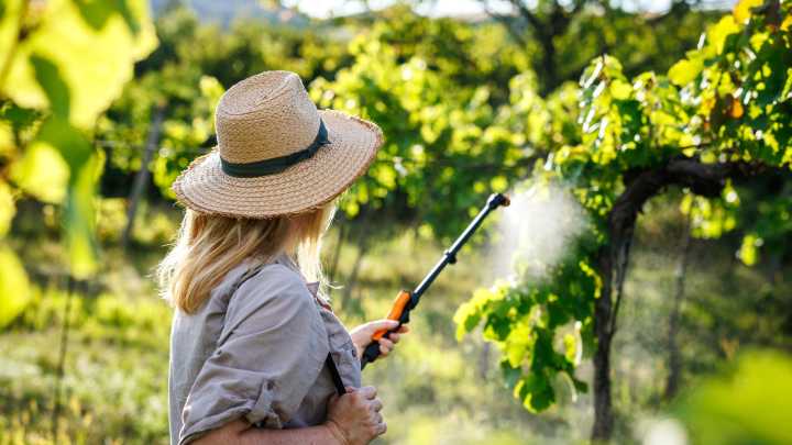 What's The Best Fungicide For Keeping Mushrooms And Mold Out Of Your Garden? Here's How To Choose