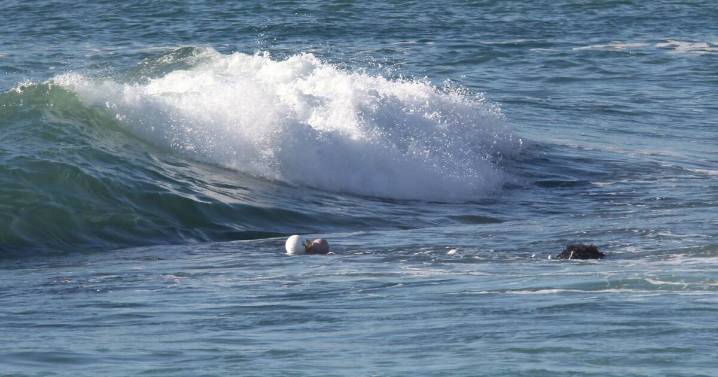 NSW to trial shark net removal at 3 beaches but mystery remains