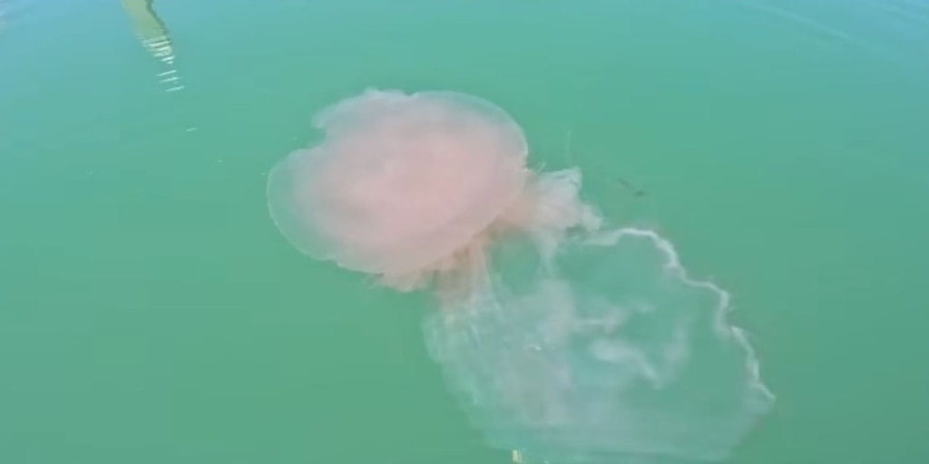 Alerta por la aparición de una extraña medusa gigante con tentáculos de hasta 20 metros en un playa de EEUU
