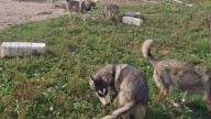 Man who raised pack of wolf-dogs relieved animals won’t be euthanized
