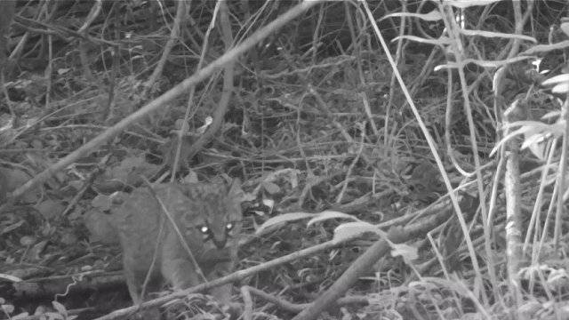 Cámaras registraron al gato güiña en Reserva Nacional Los Queules